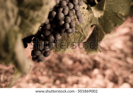 Closeup on Fresh Grapes on the Vine, France