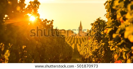 Saint Emilion, Vineyard Sunrise, Bordeaux Wine, France Royalty-Free Stock Photo #501870973