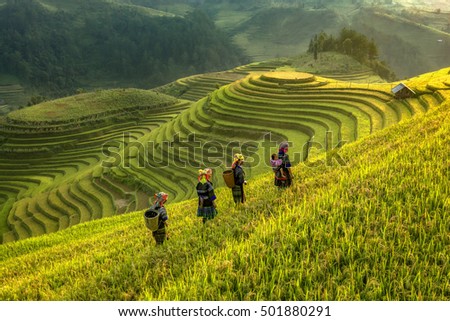 Farmer walking home in smooth symbolize the city's Mu cang chai,Yenbai,Vietnam. Royalty-Free Stock Photo #501880291