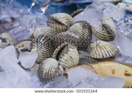 fresh clams on market display.                               