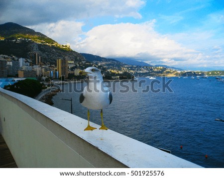 Sea gull sit in front of luxury yacht in the Monaco harbor in summer