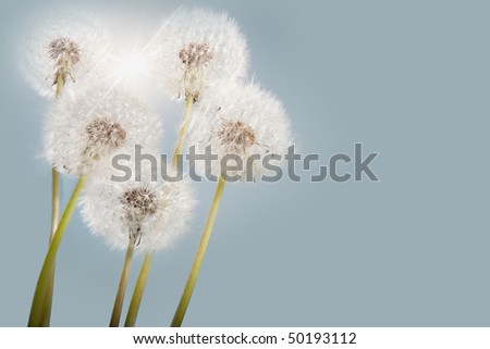 Sun flare behind a group of spring dandelions