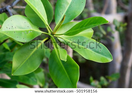 Rhizophora mucronata  Leaves