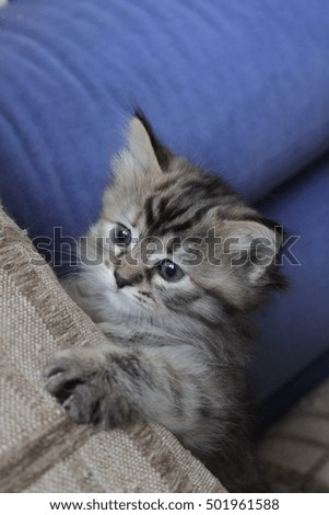 Little grey furry newborn kitten with blue eyes, portrait photo