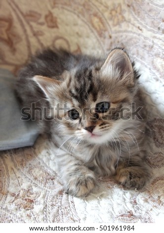 Little grey furry newborn kitten with blue eyes, portrait photo