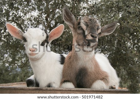 Portrait of twins dwarf goat
