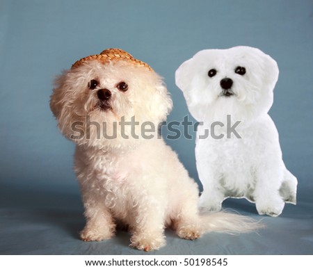  "Fifi the Bichon Frise" sits next to a live size photo "Cardbard Cut Out" of herself on a blue background