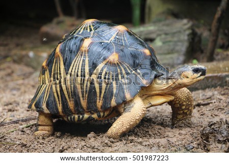 Portrait of radiated tortoise,The radiated tortoise from south of Madagascar