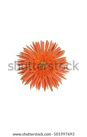 bright orange flower isolated on white.