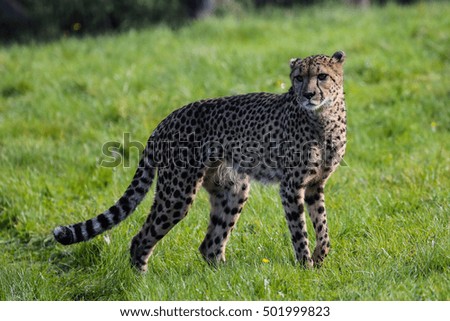 Cheetah watching