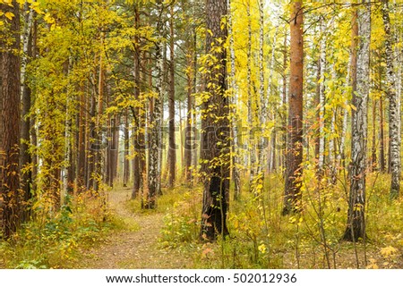 Golden autumn in pine and birch forest