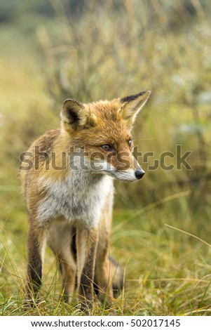 Young Red Fox Standing on the Grass