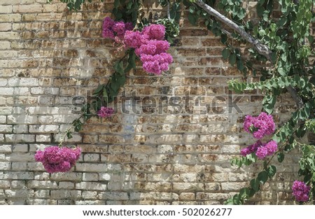 bougainvillea flowers, pink bougainvillea flowers on brick wall background as a frame with copy space. floral background or surface photo concept in summer or spring