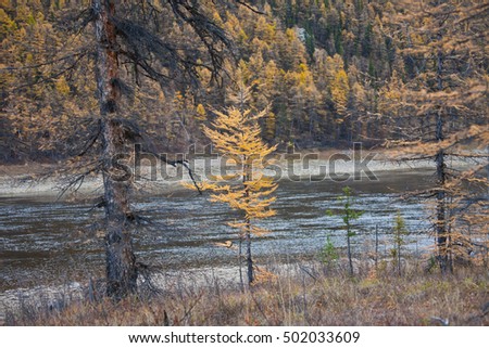 Young larch in the background of the river and taiga in autumn. Evenkiya, Krasnoyarsk region, Russia, 
