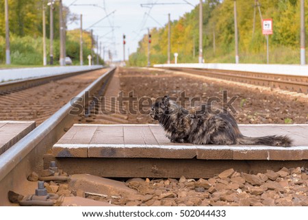 cat on the rails