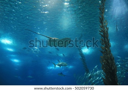 Fish in oceanarium