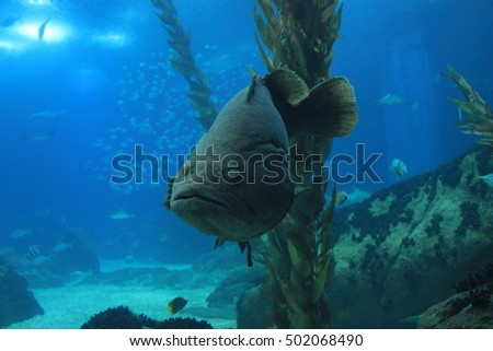 Underwater view from a giant grouper