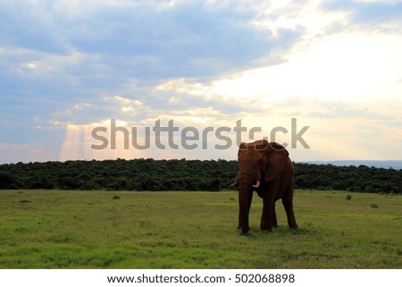 African elephant, Addo National Park, South Africa