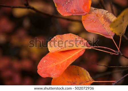Red leaves on the tree branch with rain drops. Autumn backgrounds