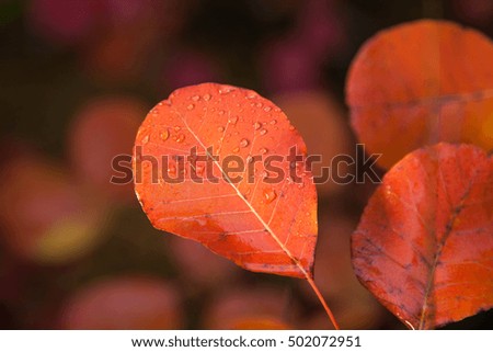 Red leaves on the tree branch with rain drops. Autumn backgrounds