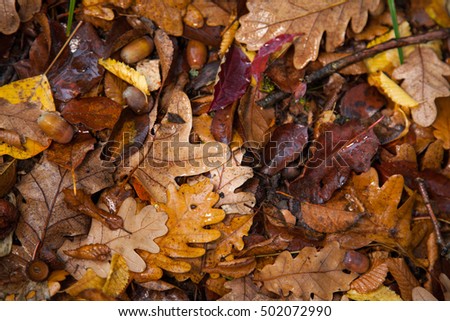  Autumn backgrounds. Oak leaves, acorn. Autumn colors