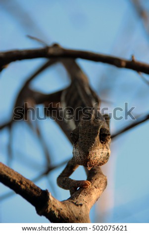 Jeweled chameleon or the Madagascar forest chameleon