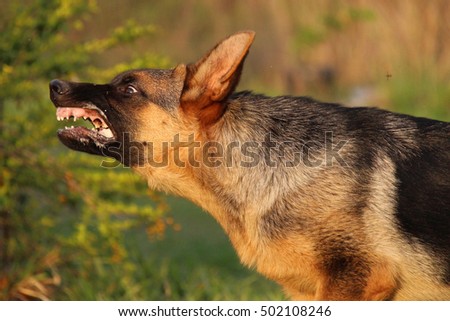 German Shepherd Dog Puppy at Four Months Barking