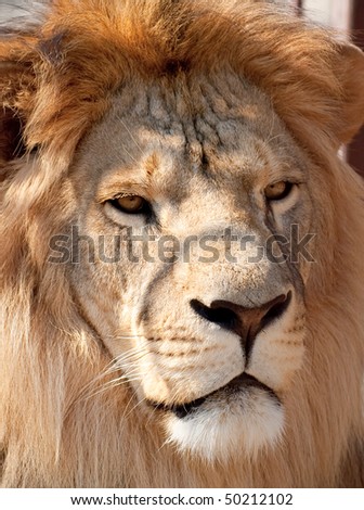 picture of lion of high-res with an artistic background