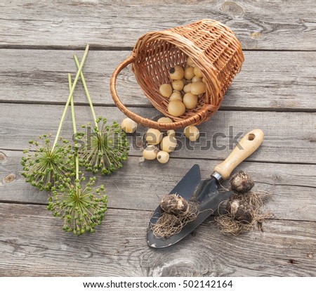 Bulbs Allium aflatunense  in a basket, garden shovel and faded blossoms on a wooden background