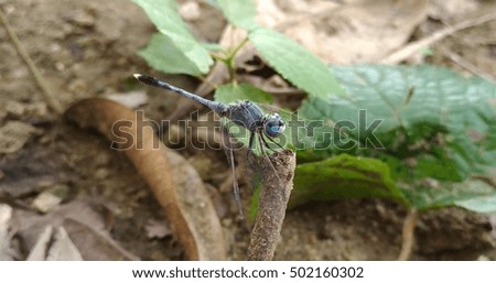 A picture of Dragonfly testing on a branch