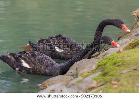 Two black swans on the shore of the pond