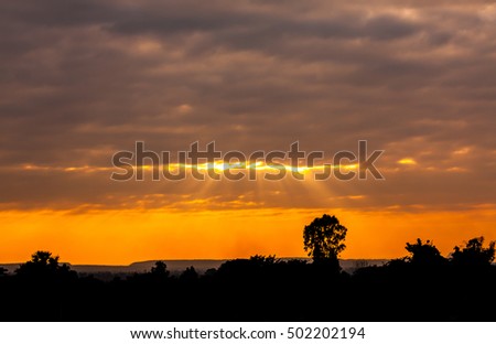 orange sunset over dark black forest,silhouette background