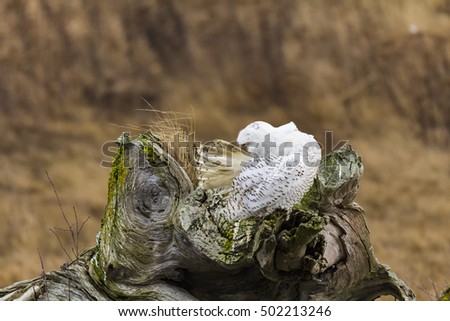 Funny snowy owl  in Boundary Bay series -  Very funny Pure white male snowy on the driftwood 8