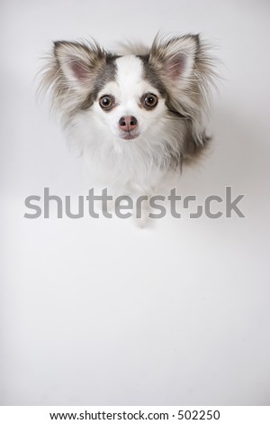 Blue and White Long Coat Chihuahua