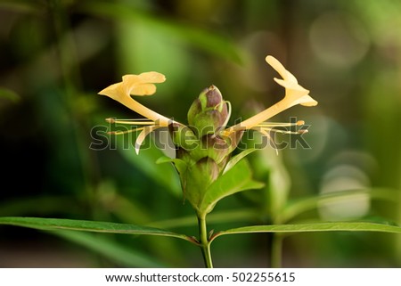Hop Headed Barleria, Hop Head, Porcupine flower, Philippine violet, tree and flowers with medicinal properties on natural background.