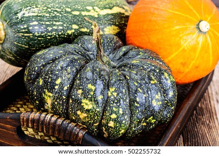 Autumn Pumpkins of different colors for Thanksgiving Day on old  gray boards.Studio Photo