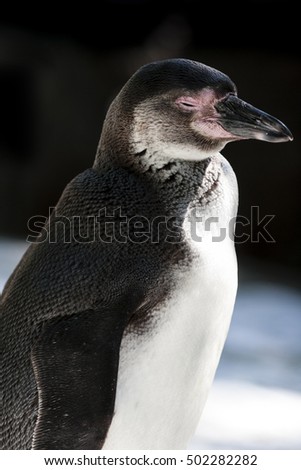 Penguin Profile with Closed Eyes 