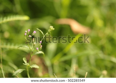 Abstract natural backgrounds grass