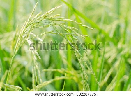 Rice field is nature landscape