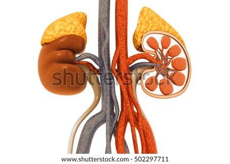 Human kidney cross section.3d render