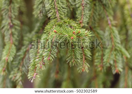 Spruce branches, small cones