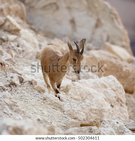 close up of wild young nubian ibex 
