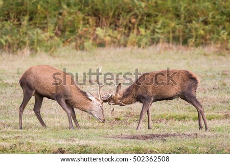 Red Deer Pictured At Bradgate Park In Leicestershire