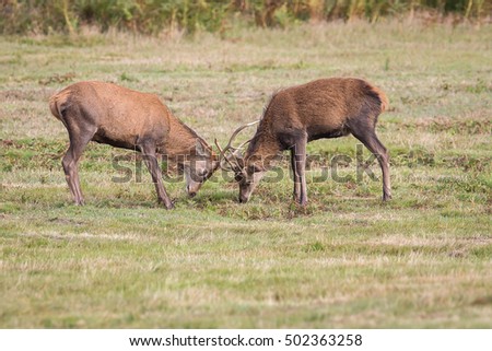 Red Deer Pictured At Bradgate Park In Leicestershire