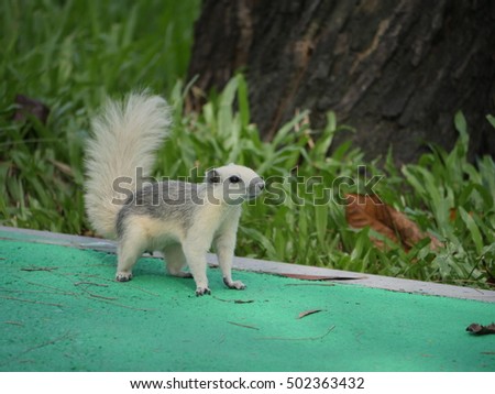 grey squirrel crawling on a concrete floor in suan rot fai public park bangkok thailand