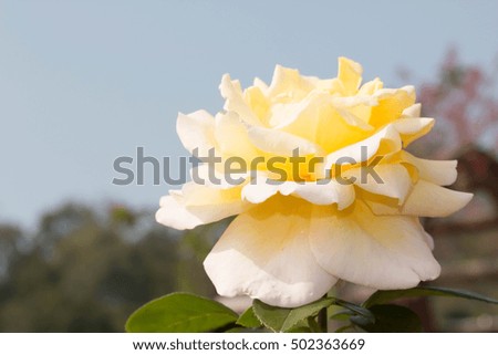 Rose in garden with pastel of flower, isolate blur background.