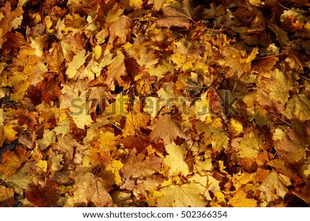 Golden fallen autumn norway maple leaves texture