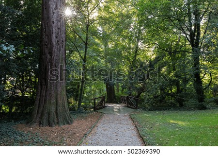 View Park. Green foliage of trees. sun's rays are making their way through it. Good for a card, calendar or screensaver.