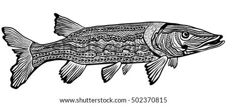 The northern pike (Esox lucius)