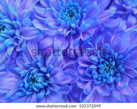 Beautiful flower background. Perfect postcard, template, document for cover, event, congratulation, invitation, wedding, and birthday. Chrysanthemums.